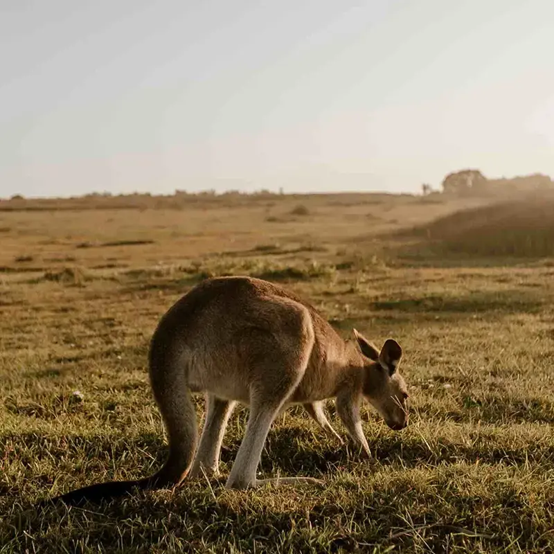 Travel, live, and WorkinAUS